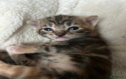 Domestic Shorthair cats for sale: 4 beautiful kittens  - Image 14