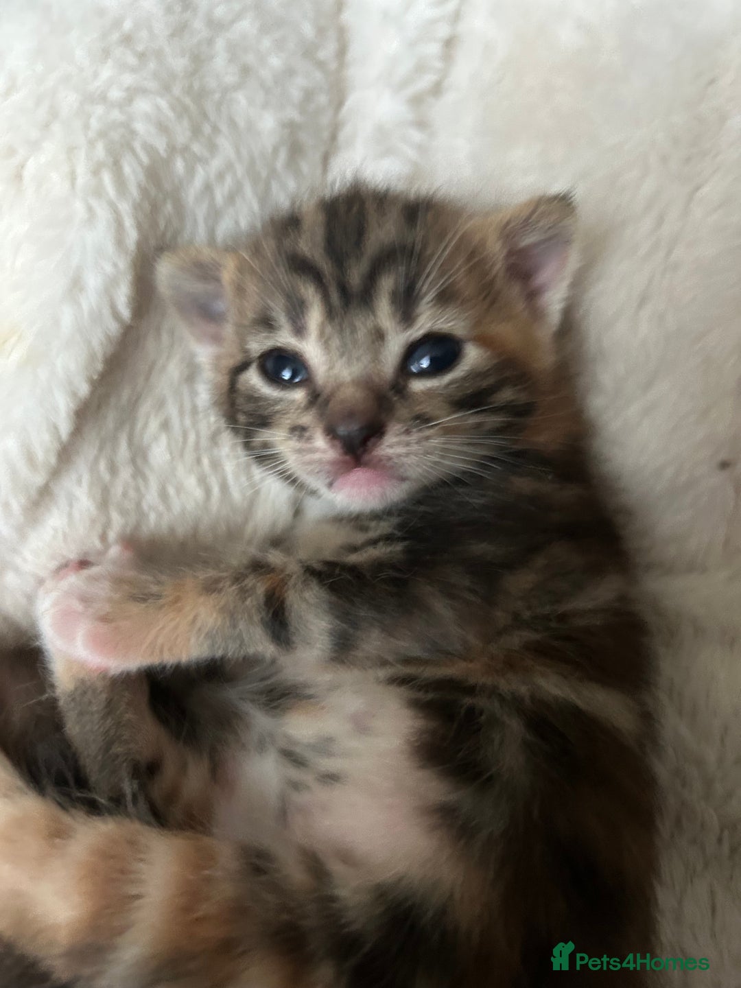 Domestic Shorthair cats for sale: 4 beautiful kittens  - Image 14