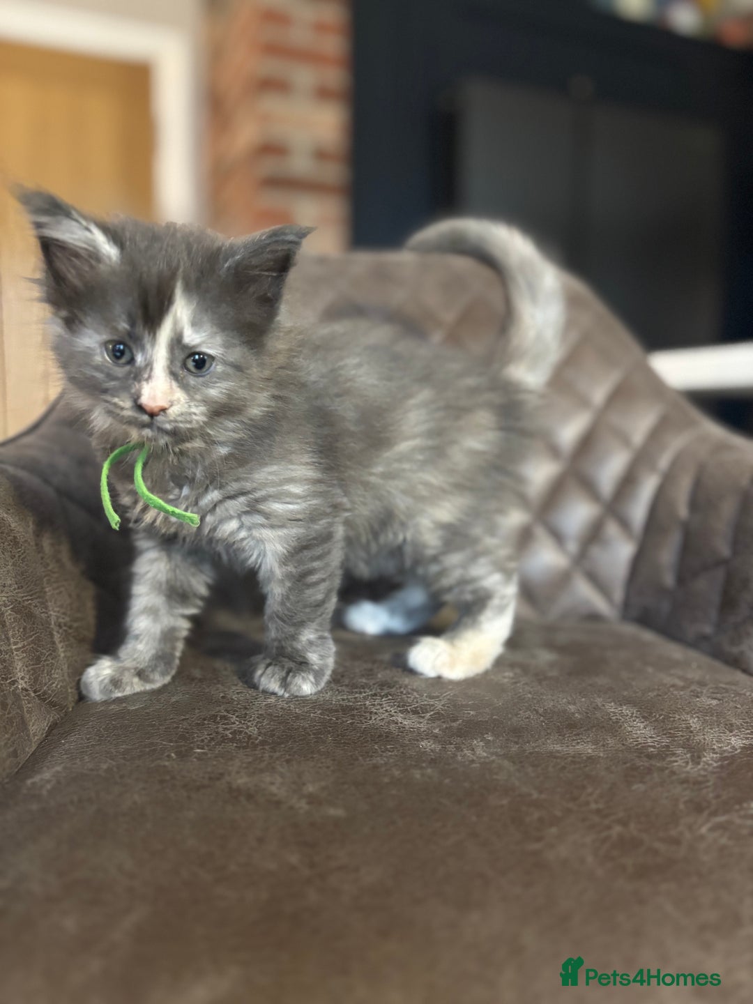Maine Coon cats for sale: Maine Coon Kittens - Ready early Feb - Advert 7
