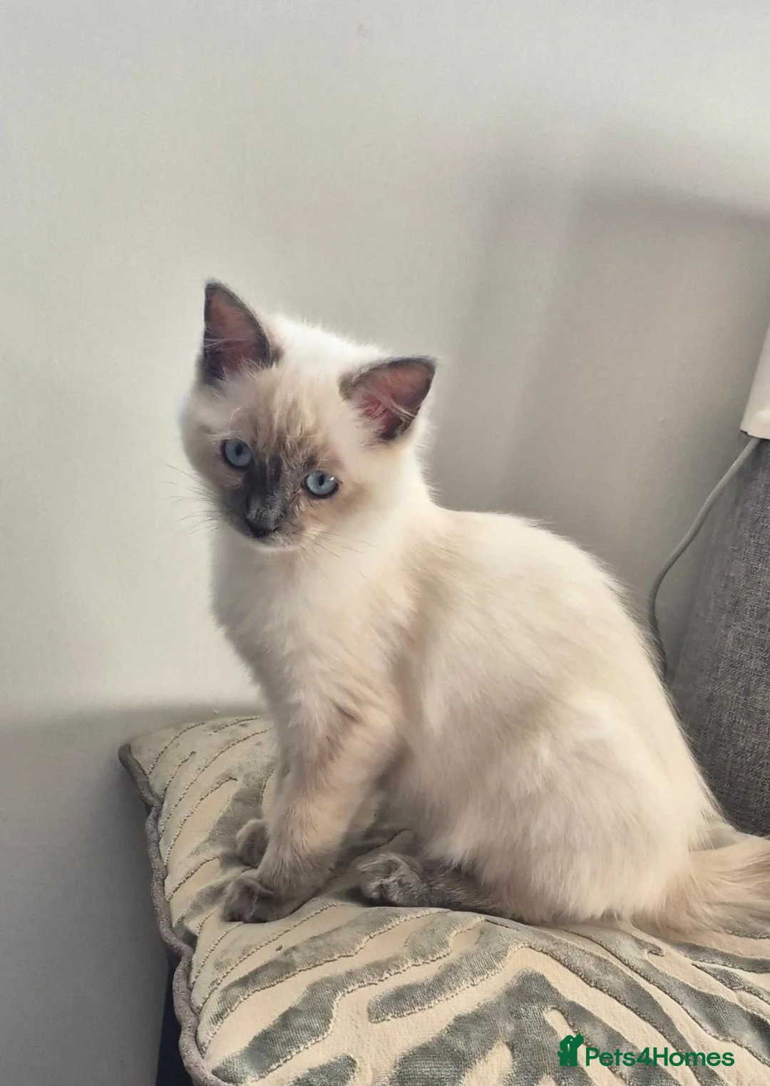 Ragdoll cats for sale: Female gorgeous ragdoll - Advert 12