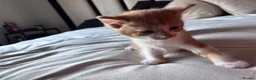 Mixed Breed cats for sale: X4 male kittens  in Hornsea - Advert 12