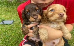 Cocker Spaniel dogs for sale: KC Registered Beautiful Cocker Spaniel Puppies  - Image 6