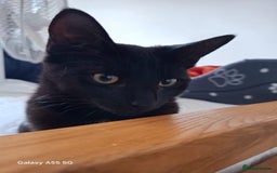 British Shorthair cats for sale: Adorable peaceful kitten looking for new home - Image 1