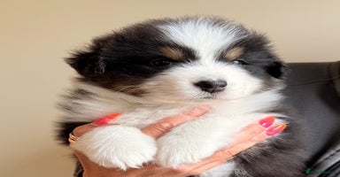 Australian Shepherd dogs - Advert 14