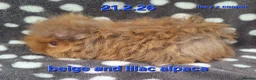 Guinea Pig rodents for sale: Fluffy baby boy male guinea pigs - Advert 1