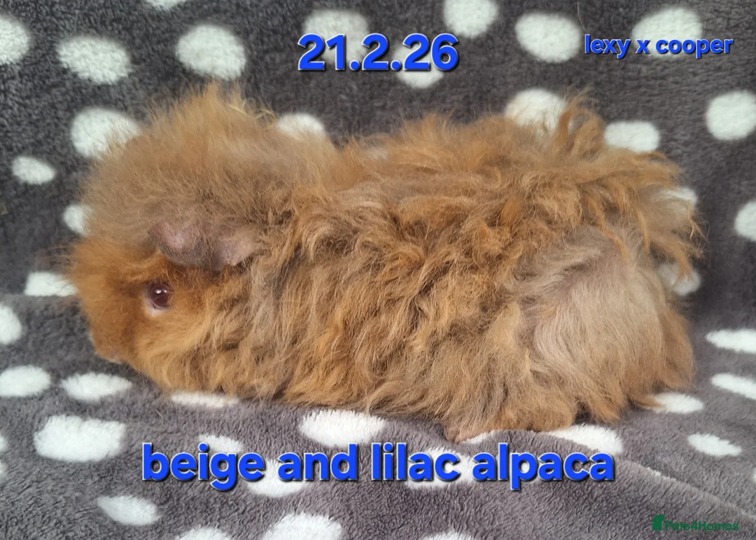 Guinea Pig rodents for sale: Fluffy baby boy male guinea pigs - Advert 1