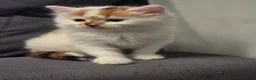 Mixed Breed cats for sale: White ginger and bronze fluffy girl - Advert 9