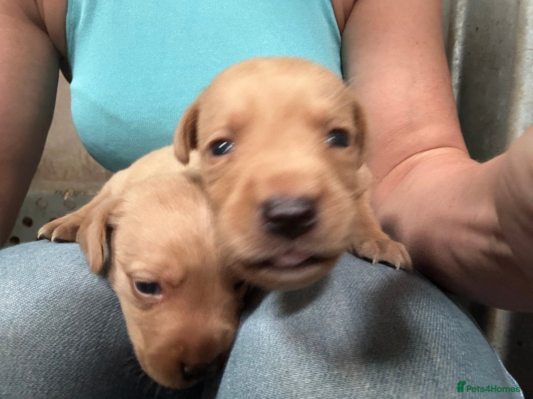 Labrador Retriever dogs for sale: Kc reg .Black:yellow/golden Labpups. Ready 21 Aug - Image 4