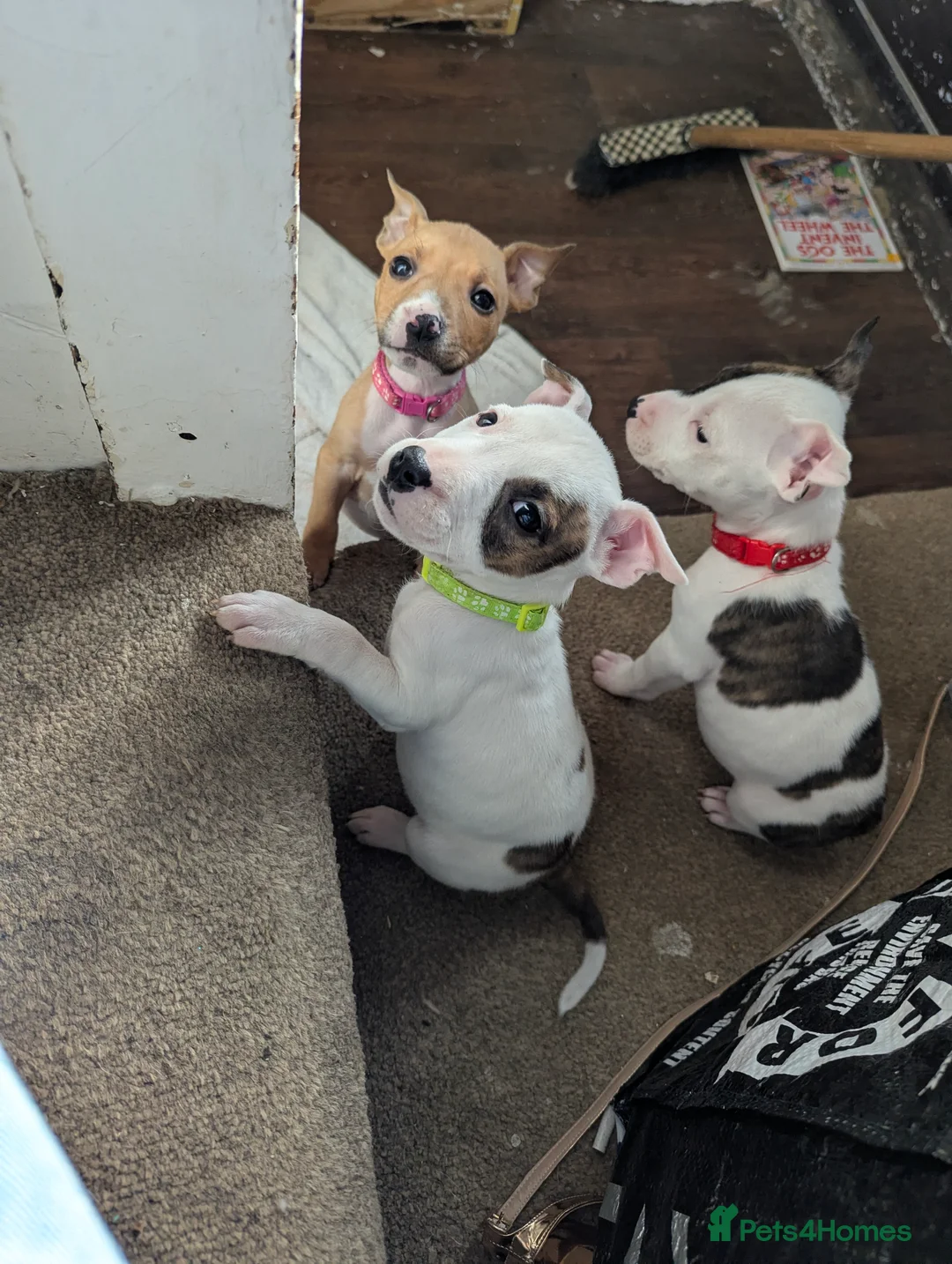 Mixed Breed dogs for sale: 7 Beautiful Staffy x English Bull Terriers - Advert 2