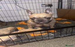 French Bulldog dogs for sale: Beautiful French bulldogs - Image 6