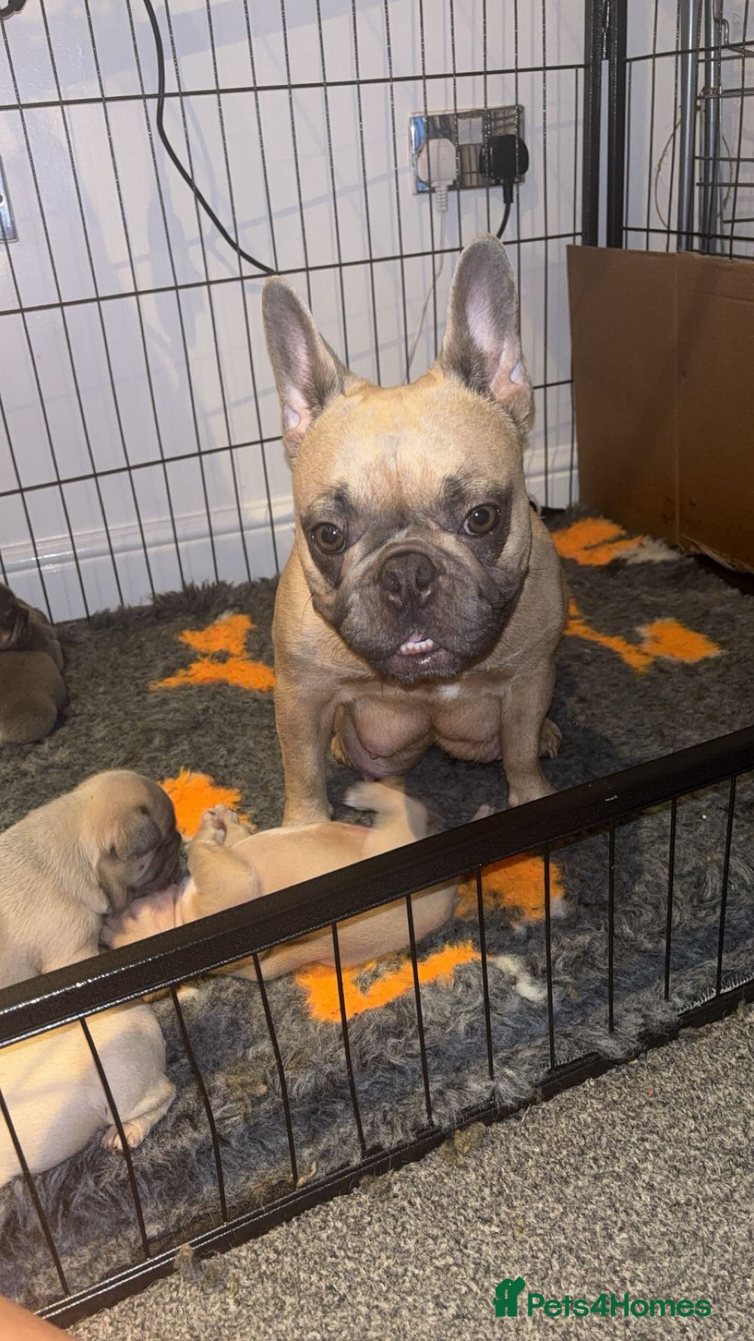French Bulldog dogs for sale: Beautiful French bulldogs - Image 6