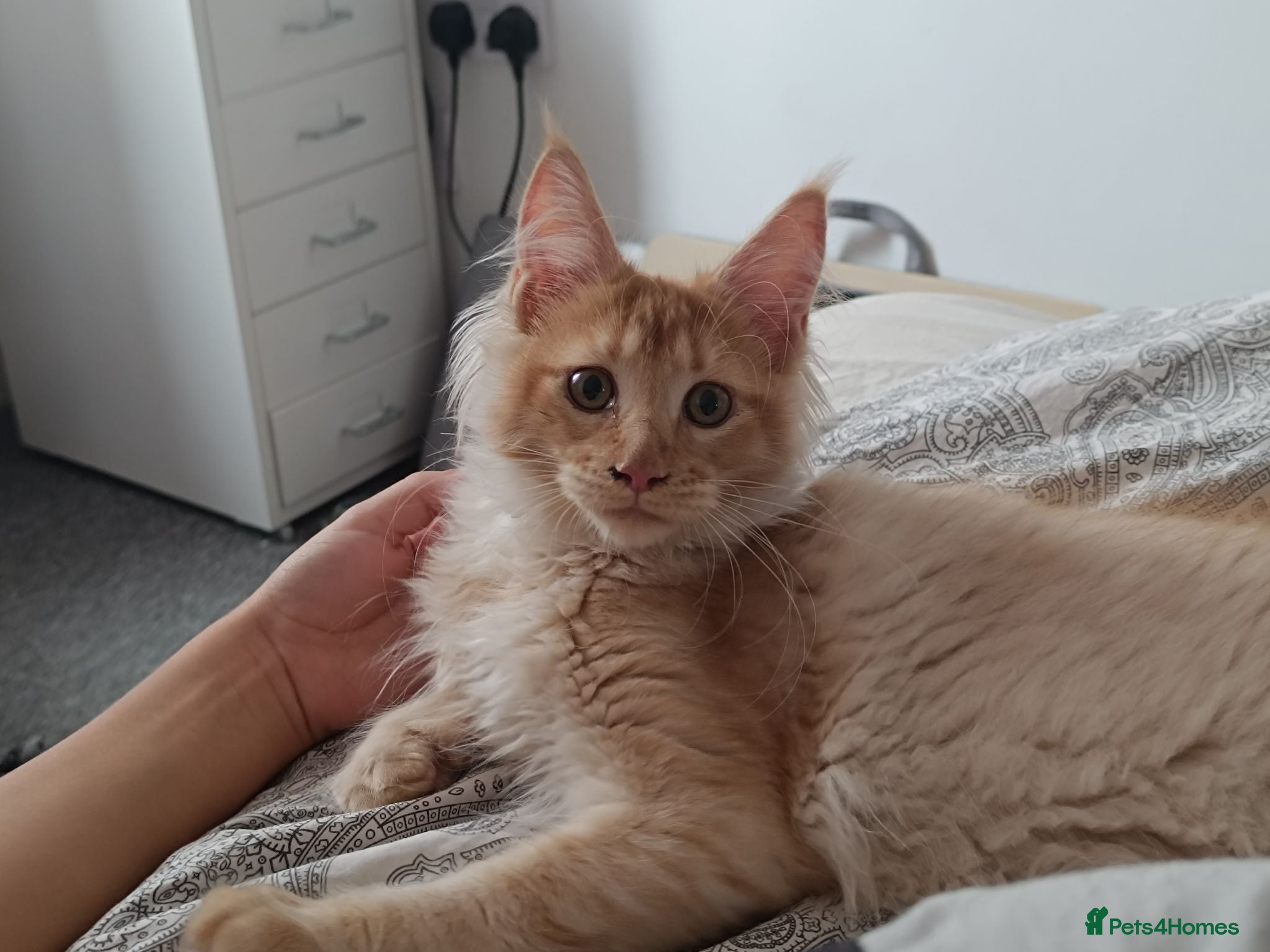 Maine Coon cats Stunning Champion-Line Maine Coons - Advert 22