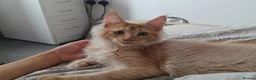 Maine Coon cats for sale: Stunning Champion-Line Maine Coons - Advert 15