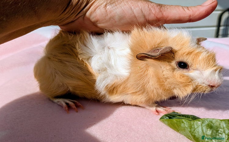 Guinea Pig rodents - Advert 3