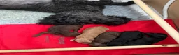 Miniature Poodle dogs for sale: Beautiful Miniature Poodle Puppies - Advert 3