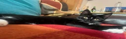 Mixed Breed cats for sale: Black and White Cat for Sale - Advert 14