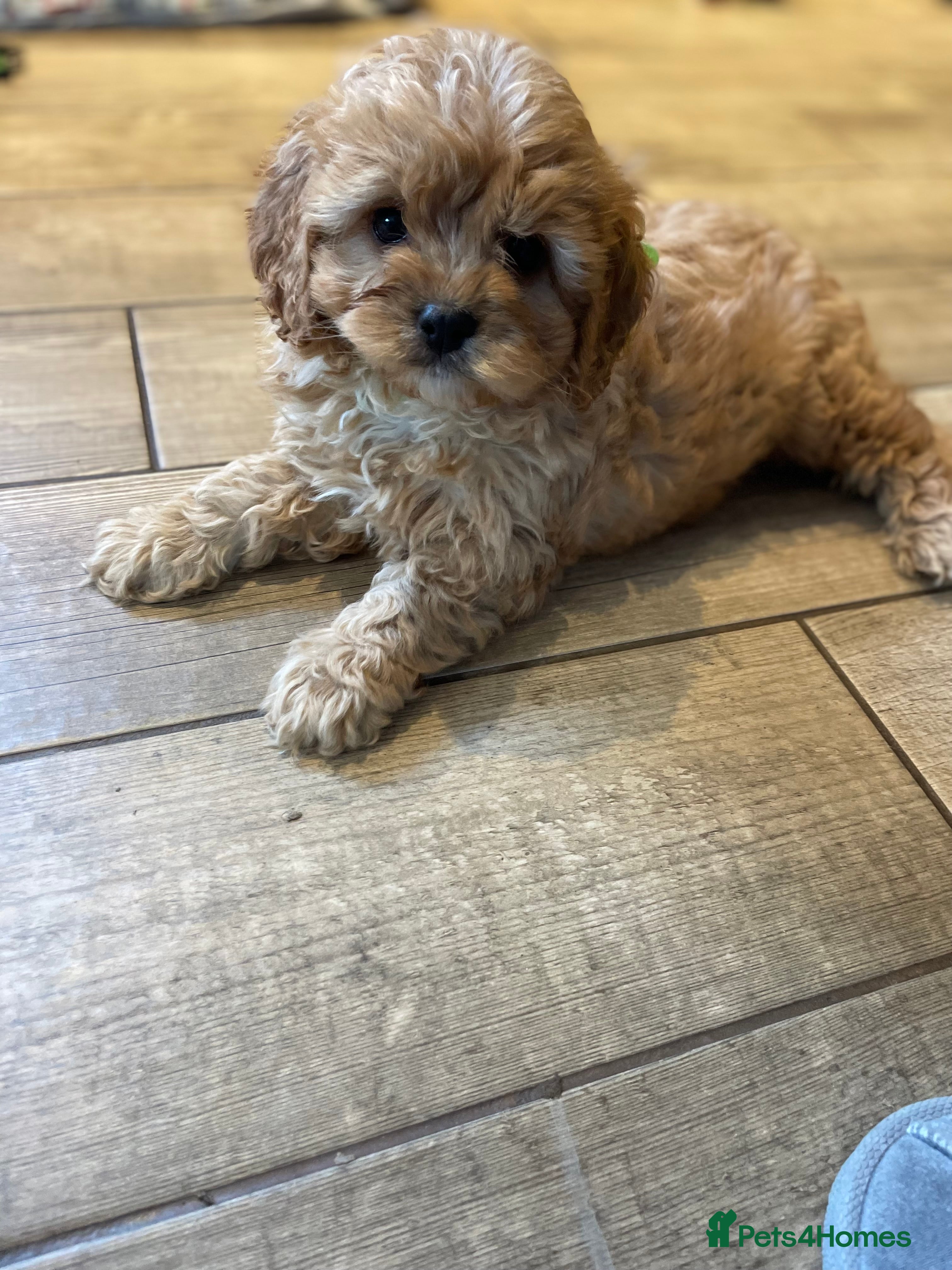 Cavapoo dogs Gorgeous Cavapoo Puppies - Advert 13
