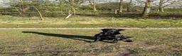 Labrador Retriever dogs for stud: Harry  in Darlington - Advert 2
