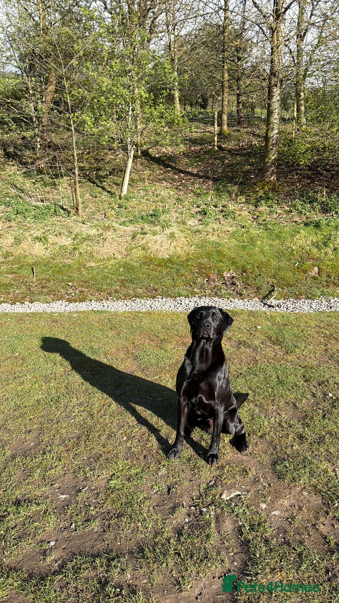 Labrador Retriever dogs for stud: Harry  in Darlington - Advert 2