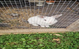 Polish rabbits for sale: Polish rabbit - Image 4