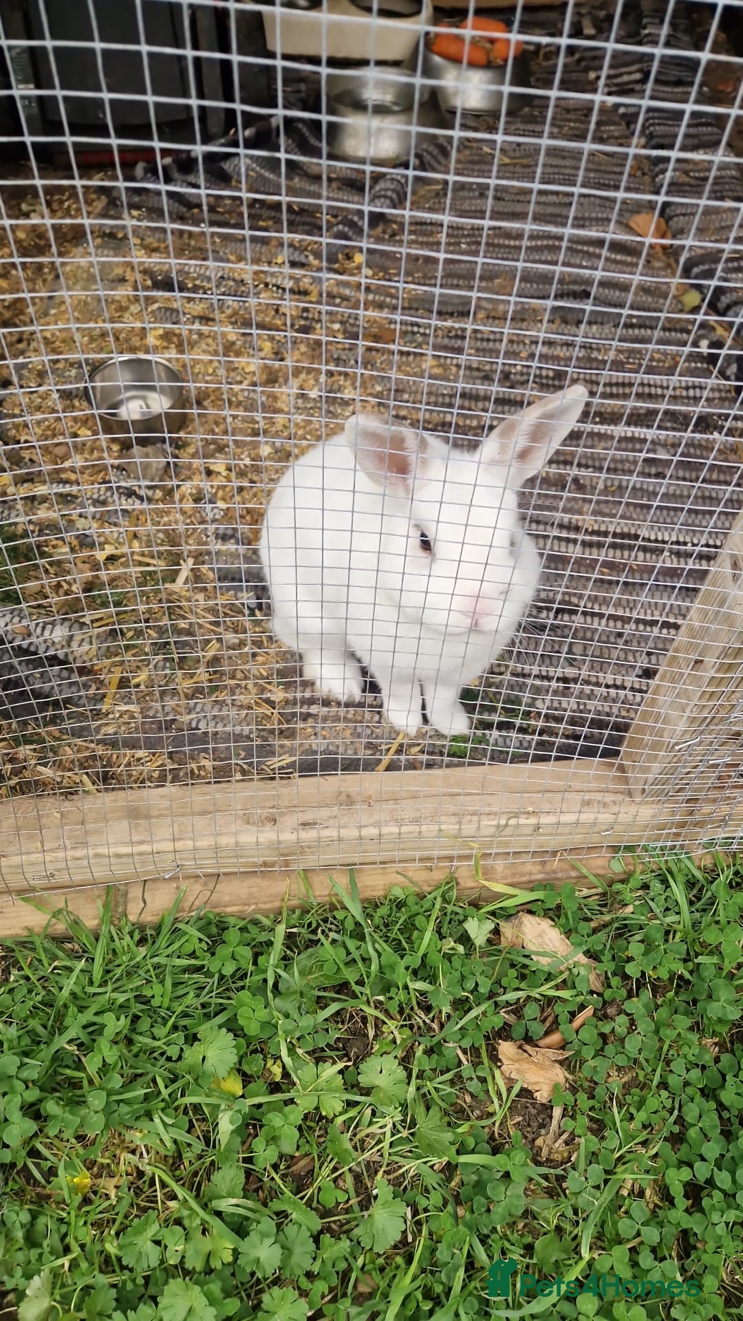 Polish rabbits for sale: Polish rabbit - Image 4