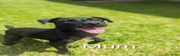 Patterdale Terrier dogs for sale: Patterdale puppies  - Advert 2