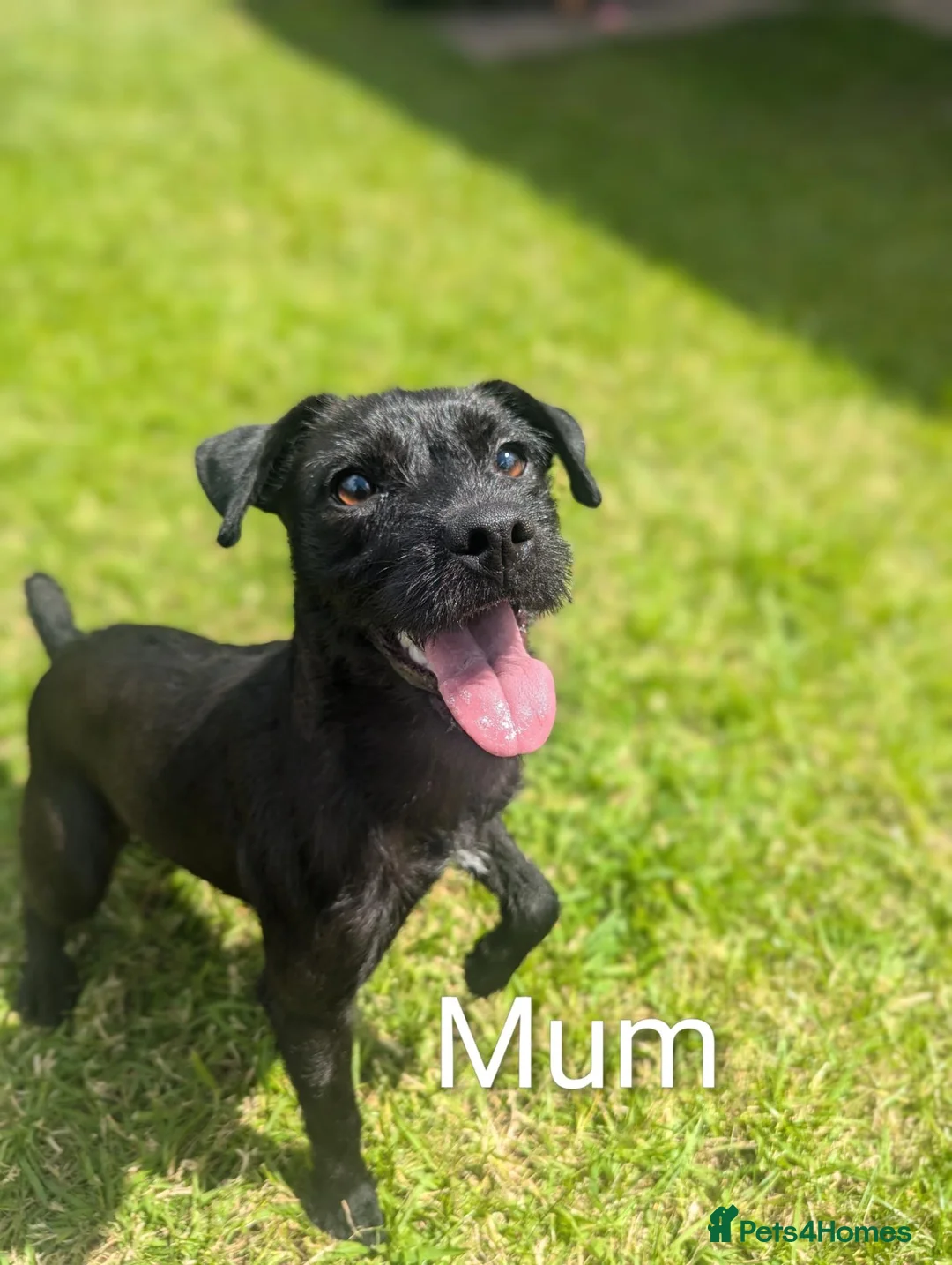Patterdale Terrier dogs for sale: Patterdale puppies  - Advert 2