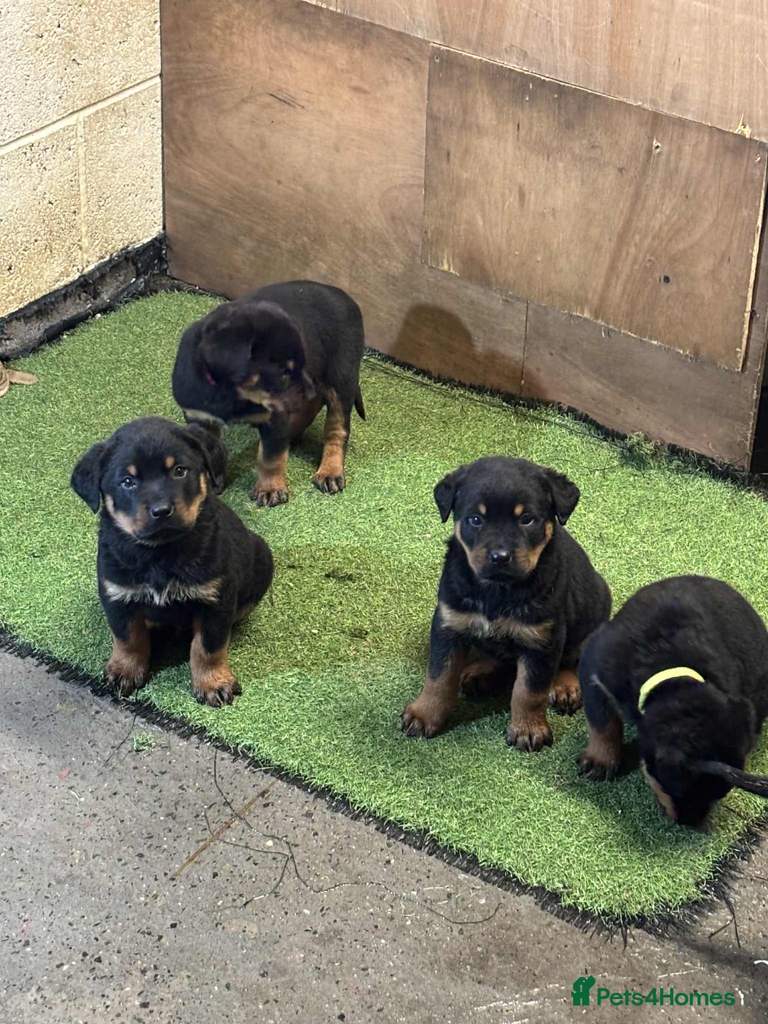 Rottweiler dogs for sale: Rottweiler/rotty puppies - Image 37