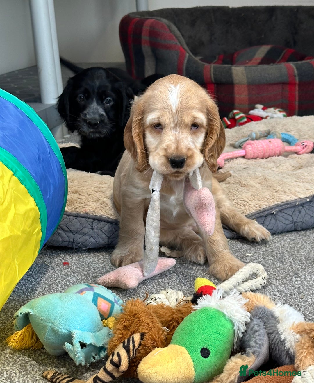 Cocker Spaniel dogs for sale: Handsome cocker spaniel boys - Image 5