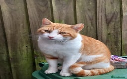 Mixed Breed cats for adoption: 3 year old ginger tom deserves his own home  - Image 1