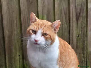 Mixed Breed cats 3yr old Bobby deserves warm and dry place to sleep - Advert 15