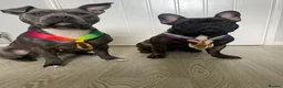 Mixed Breed dogs for sale: French staffys  in Porthcawl - Advert 14