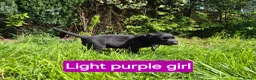 Labrador Retriever dogs for sale: Beautiful Black Labrador Puppies - Advert 5