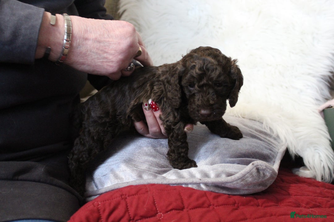 Cockapoo dogs for sale: Cockapoo puppies. - Advert 12