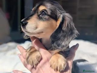 Miniature Dachshund dogs READY NOW 🎖️longhaired Miniature dachshunds - Advert 6