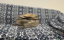 Pomeranian dogs for sale: Stunning littler of KC Pom puppies - Advert 7