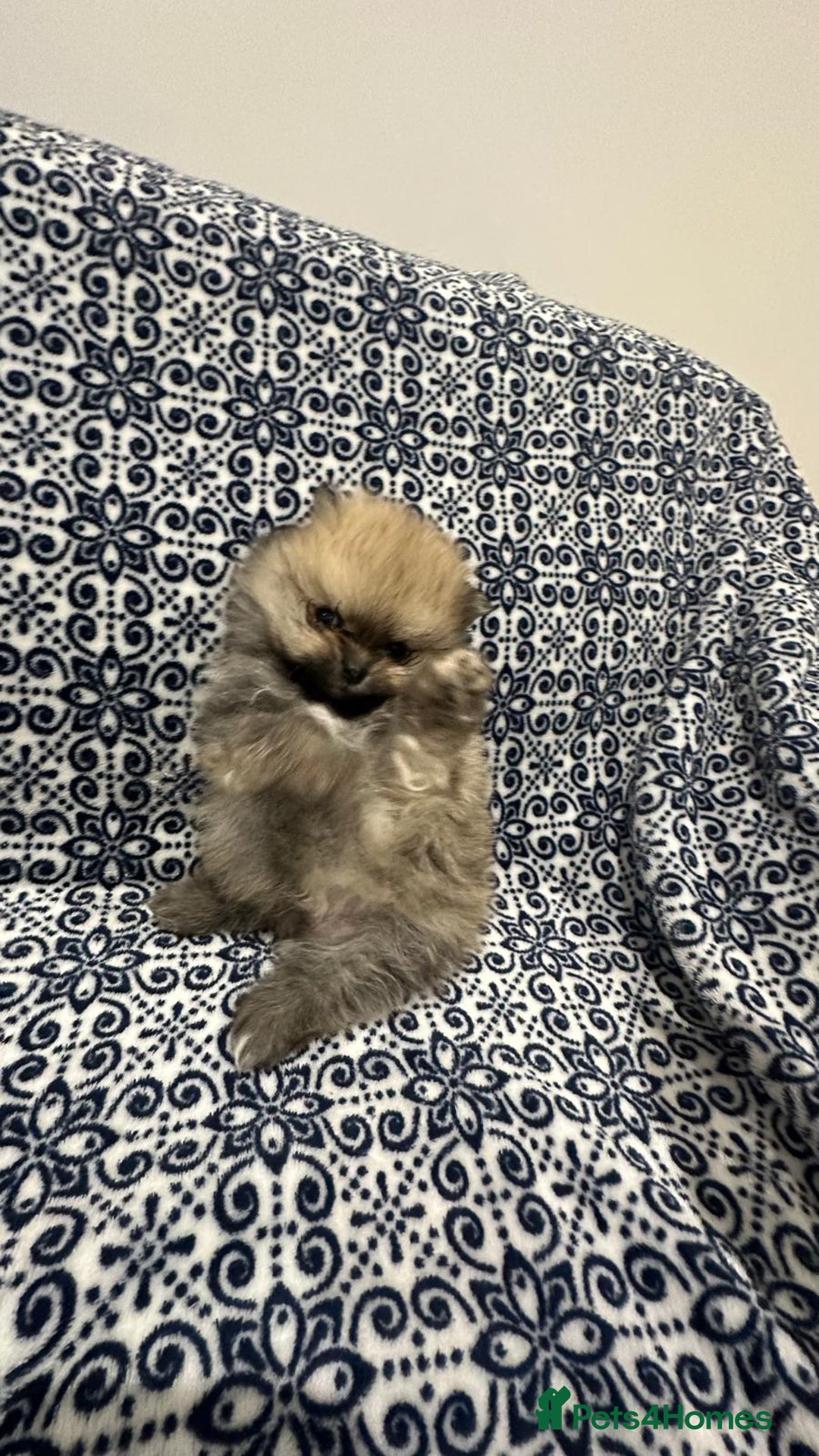 Pomeranian dogs for sale: Stunning littler of KC Pom puppies - Advert 7