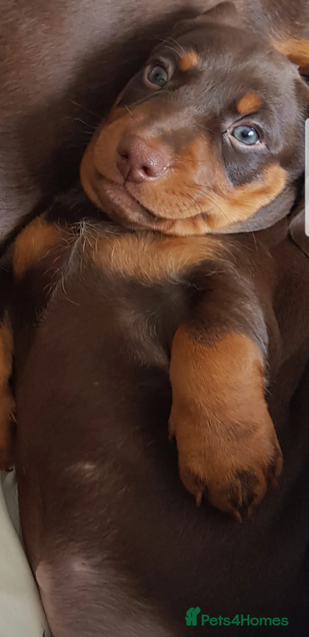 Dachshund dogs for sale: Stunning female dashound  in Wakefield - Advert 4