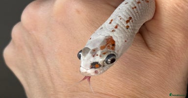 Corn Snake reptiles - Advert 16