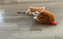 Mixed Breed cats for sale: 4 Gorgeous little boys  - Image 23