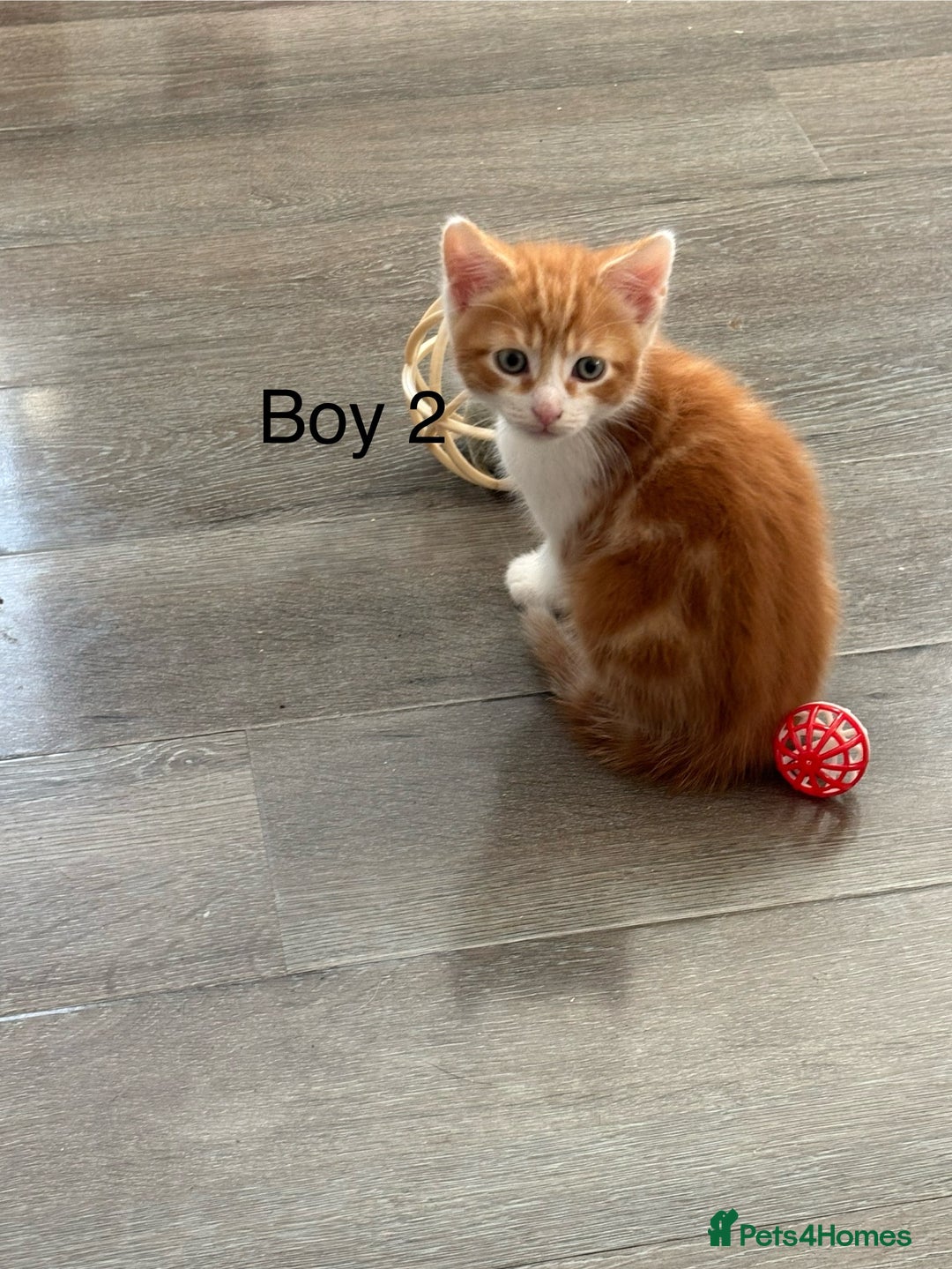 Mixed Breed cats for sale: 4 Gorgeous little boys  - Image 23