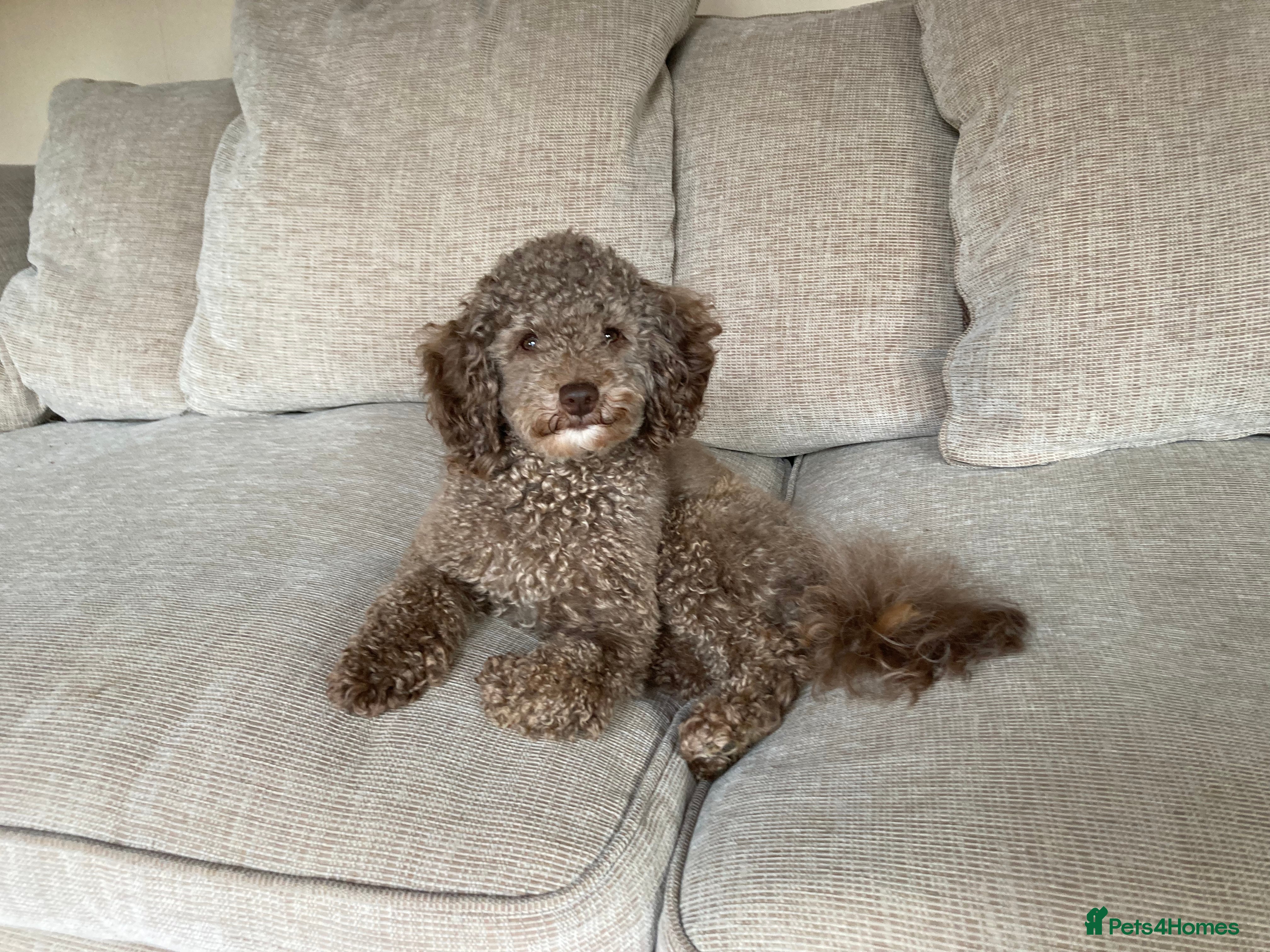 Toy Poodle dogs Health tested KC chocolate toy poodle stud - Advert 2