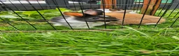 Mixed Breed rabbits for sale: Mini lop x Netherlands dwarf - Advert 17