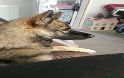 Shepsky dogs for sale: Shepsky  - Image 6