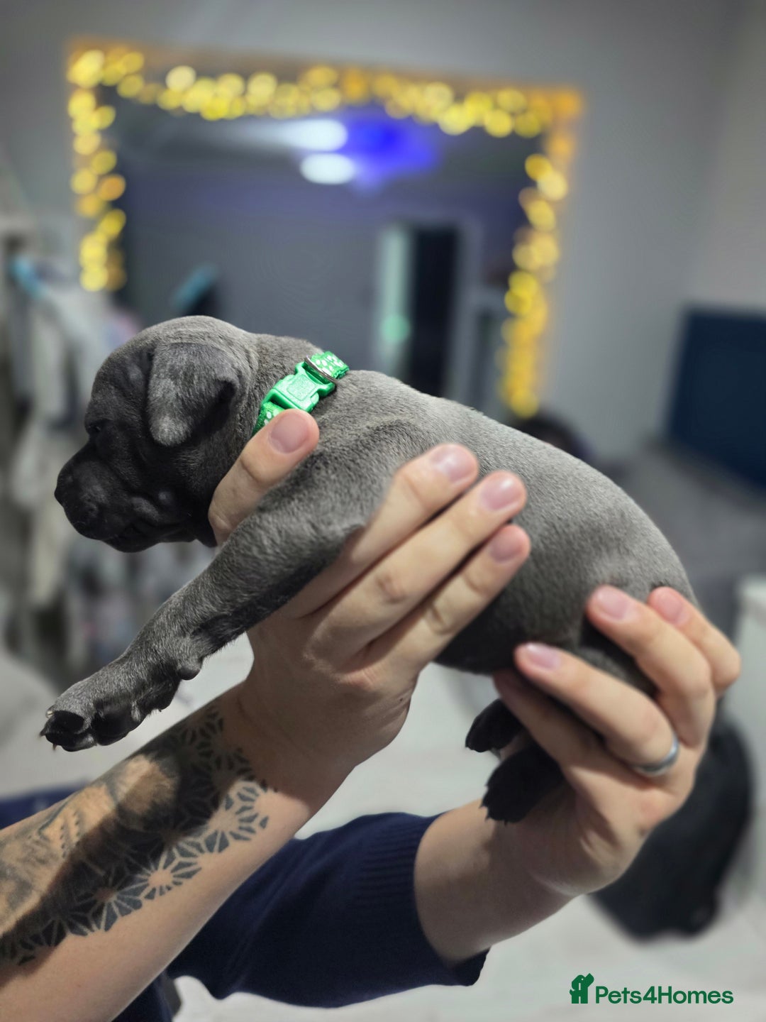 Staffordshire Bull Terrier dogs for sale: Beautiful Staffordshire Bull Terrier Puppies - Advert 14