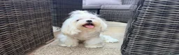 Maltese dogs for sale: Full Korean Female Maltese Age 5 - Advert 5