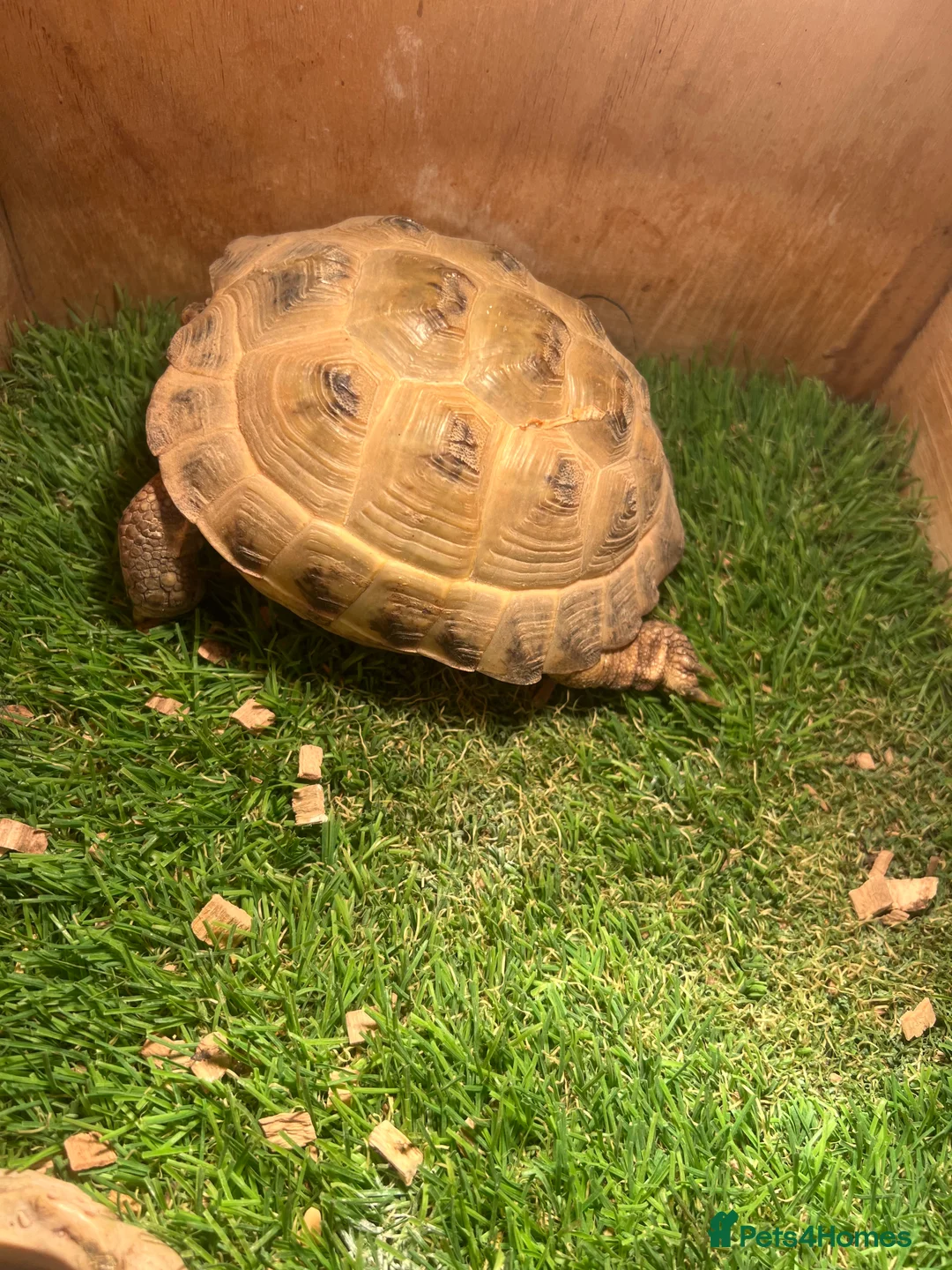 Hermann Tortoise reptiles for sale: 2 tortoises for sale  - Advert 2