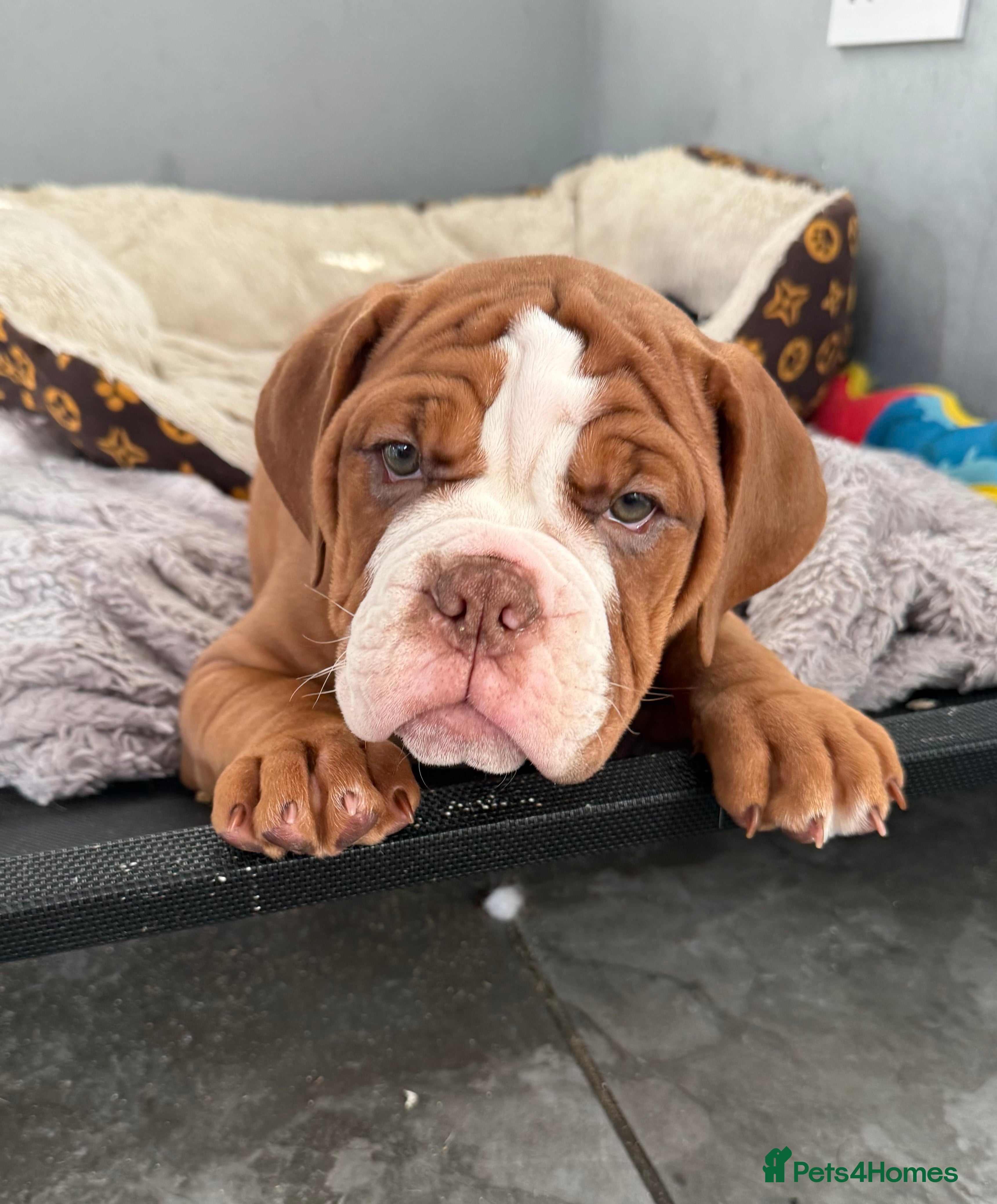 Old Tyme Bulldog dogs Olde Tyme Bulldogs  - Advert 1