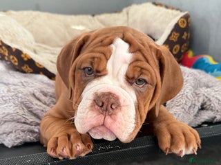 Old Tyme Bulldog dogs Olde Tyme Bulldogs - Advert 3