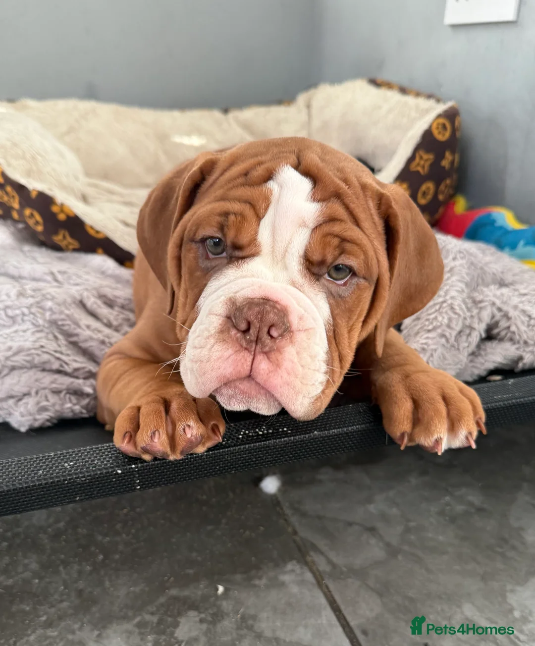 Old Tyme Bulldog dogs for sale: Olde Tyme Bulldogs  - Advert 1